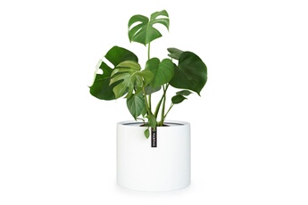 Acheter Jardinière Fox & Fern en fibre de pierre pour intérieur/extérieur 46 cm Blanc mat Bon état - 89,99 € Jardinière Fox & Fern en fibre de pierre pour intérieur/extérieur 46 cm Blanc mat Bon état - Blumfeldt reconditionné disponible sur Darty