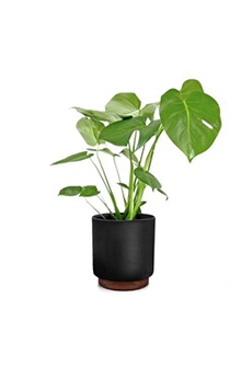 Acheter Pot de fleurs - Enspijk - En bois de noyer - Fait à la main - 25 x 24 cm (ØxH) - Noir Bon état - 53,99 € Pot de fleurs - Enspijk - En bois de noyer - Fait à la main - 25 x 24 cm (ØxH) - Noir Bon état - Blumfeldt reconditionné disponible sur Darty
