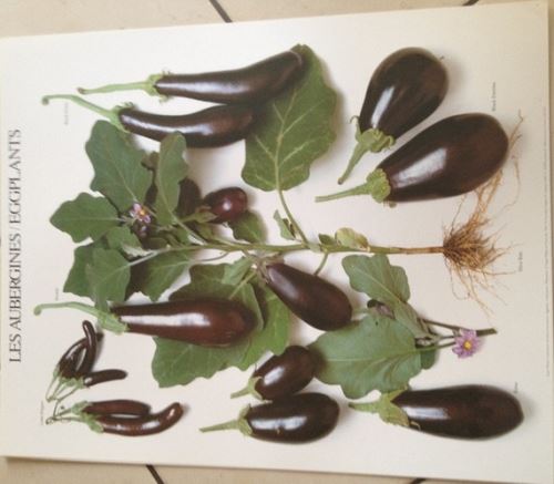 Acheter Les Aubergines - 40x50 cm - AFFICHE / POSTER État correct - 16,99 € Les Aubergines - 40x50 cm - AFFICHE / POSTER État correct - N/A reconditionné disponible sur Fnac
