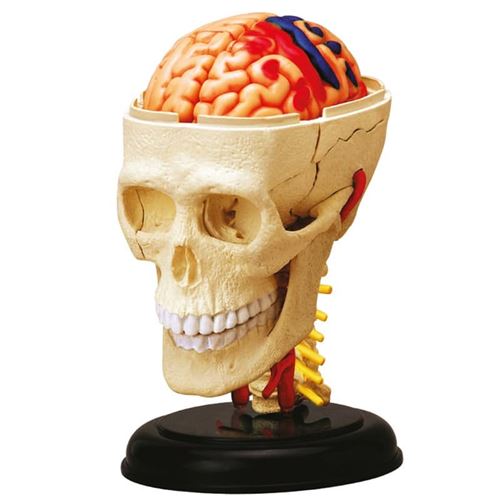 Acheter Explora anatomie crâne et cerveau État correct - 64,03 € Explora anatomie crâne et cerveau État correct - Nature & Découvertes reconditionné disponible sur Fnac