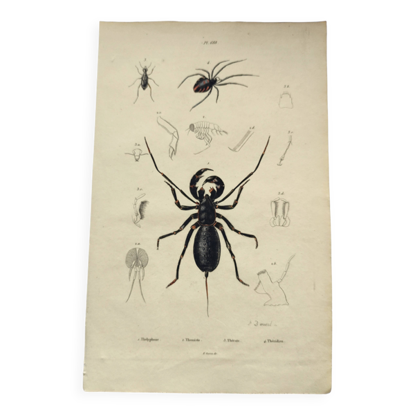 Planche Zoologique - Scorpion et araignée- Gravure ancienne de 1839 coloriée à la main - Bon état sur Selency