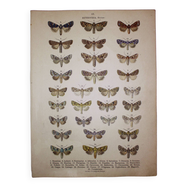 Gravure ancienne de Papillons - Lithographie de 1887 - Brassicae - Illustration originale - Bon état sur Selency