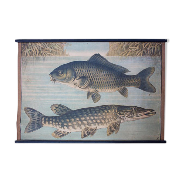 Affiche éducative, luce, carpe, lithographie, Karl Jansky, Böhmen, 1897 - Bon état sur Selency