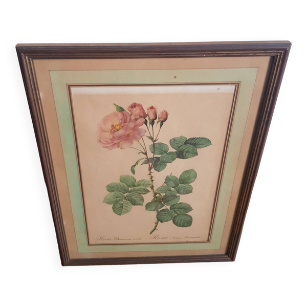 Cadre ancien botanique