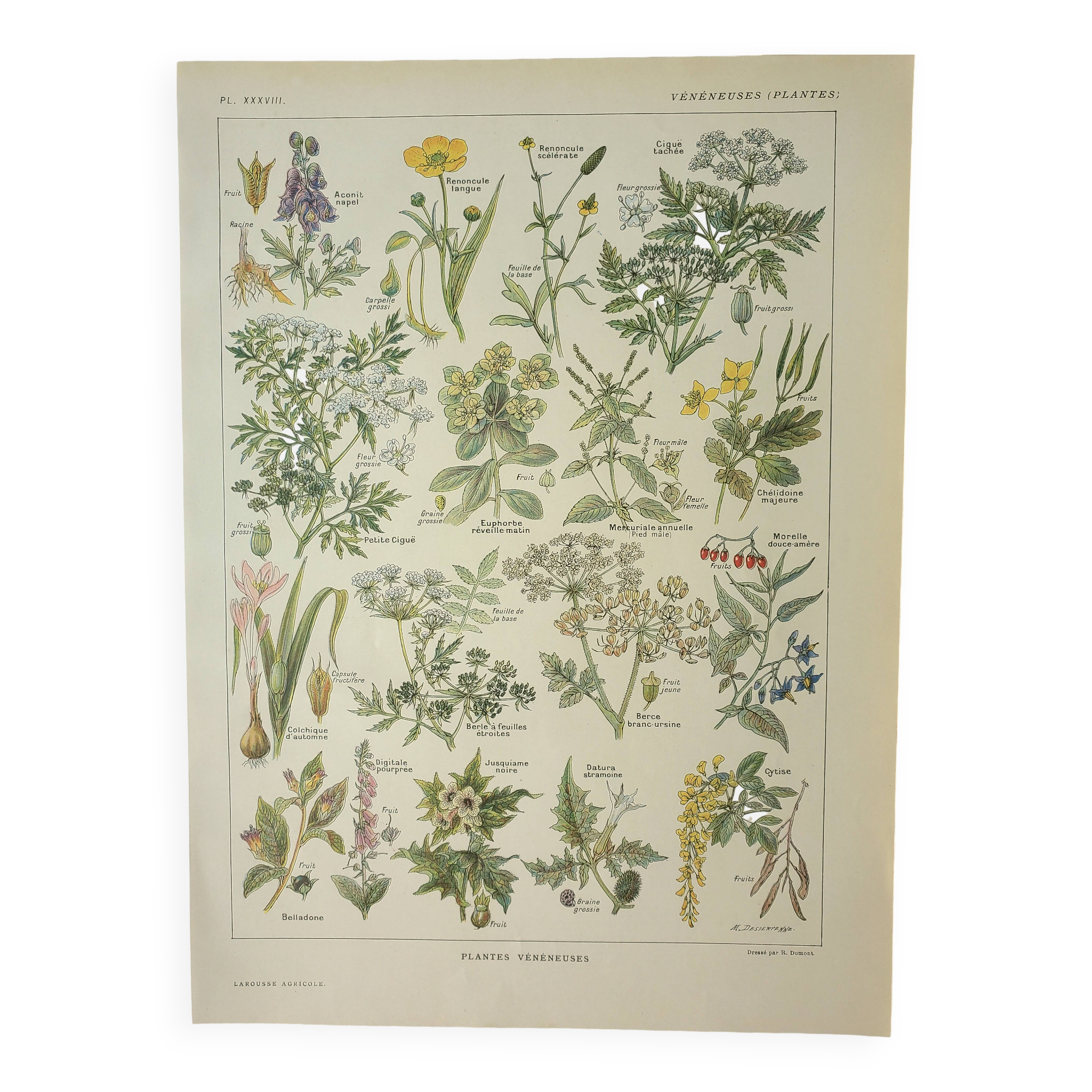 Gravure ancienne 1922, Plantes vénéneuses, flore, plante, fleur • Lithographie, illustration origina