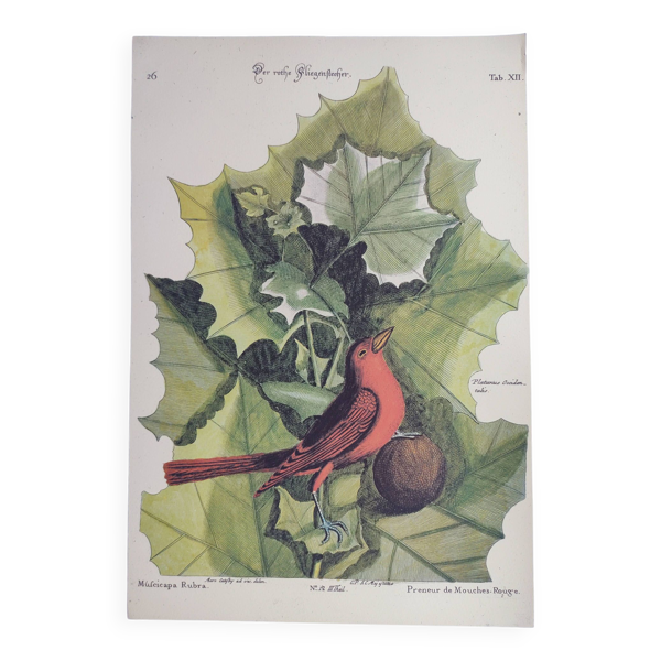 Gravure ancienne oiseau -Preneur de Mouche- Planche ornitologie de Seligmann & Catesby. 1973