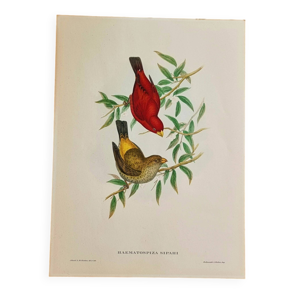 Lithographie d'oiseaux ''haematospiza sipahi'' de j. gould & h.c. richter - Bon état sur Selency