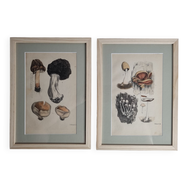 Deux gravures anciennes de champignons aquarellées XIXème siècle d'après G. Bernard - Bon état sur Selency