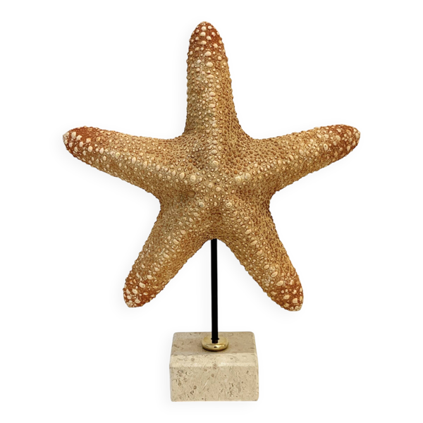 XXL Étoile de mer naturelle vintage sur socle marbre cabinet de curiosités